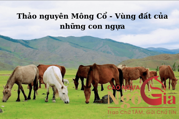 Mông Cổ - Vùng đất của những con ngựa 