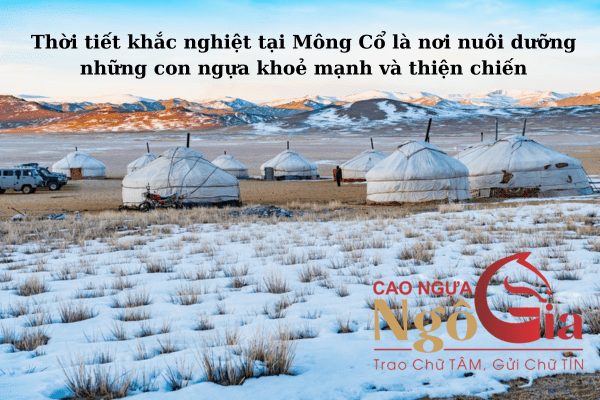 Mông Cổ - Vùng đất của những con ngựa