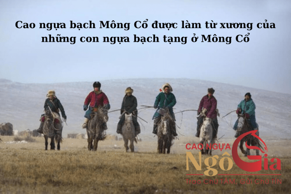 Cao ngựa bạch Mông Cổ được làm từ xương của những con ngựa bạch tạng ở Mông Cổ